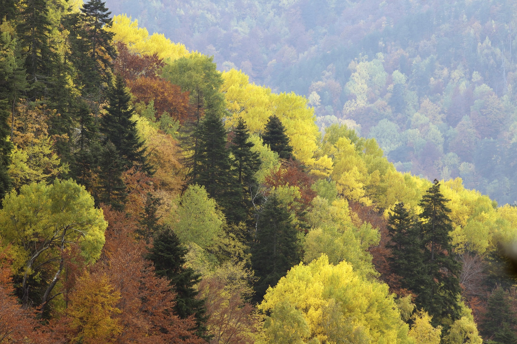 Ολες οι αλλαγές για τα δάση